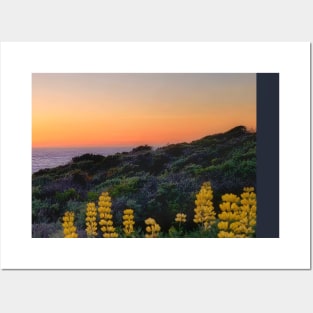 Sunset with yellow lupins Posters and Art